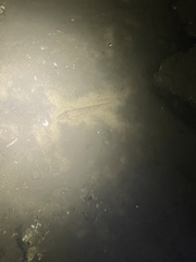 Platycephalidae