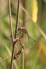Orthetrum machadoi