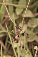Orthetrum machadoi