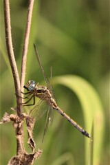 Orthetrum machadoi