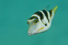 Canthigaster axiologus