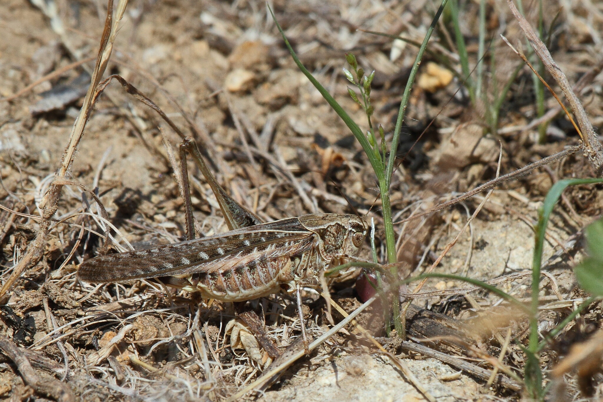 Скачок Сходный (Platycleis affinis)