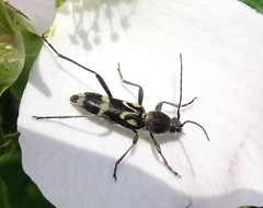 Chlorophorus figuratus