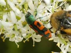 Castiarina scalaris