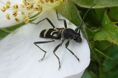 Chlorophorus figuratus