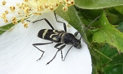 Chlorophorus figuratus