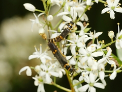 Chauliognathus fernshawensis