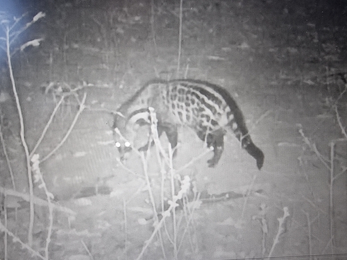 West African Civet