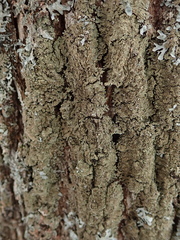 Physconia enteroxantha