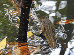 Periophthalmodon schlosseri