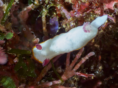 Goniobranchus verrieri