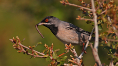 Curruca ruppeli