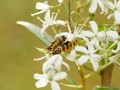 Chauliognathus fernshawensis