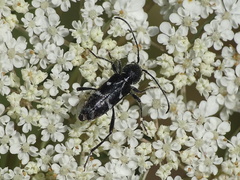 Chlorophorus sartor