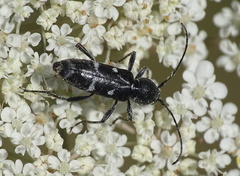 Chlorophorus sartor