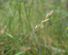 Tetrarrhena juncea