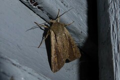 Ichneutica atristriga