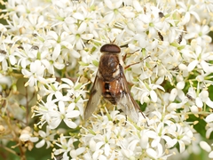 Scaptia auriflua