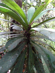 Meryta coriacea