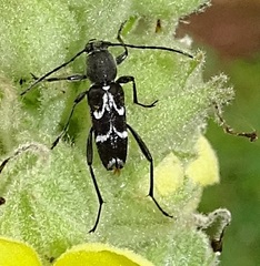 Chlorophorus sartor