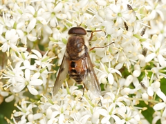 Scaptia auriflua