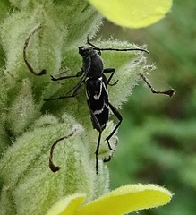 Chlorophorus sartor