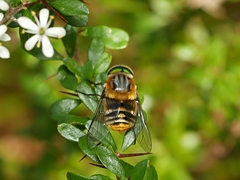 Scaptia patula