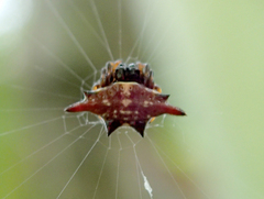Gasteracantha diardi