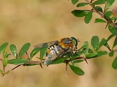 Scaptia patula