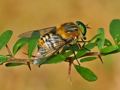 Scaptia patula