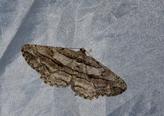 Peribatodes correptaria