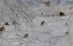 Emberiza citrinella × leucocephalos