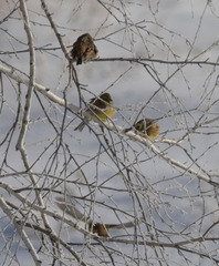 Emberiza citrinella × leucocephalos