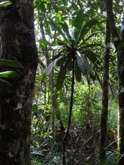 Meryta coriacea