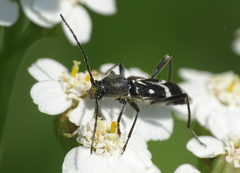 Chlorophorus sartor