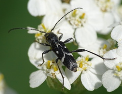 Chlorophorus sartor