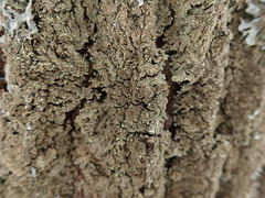 Physconia enteroxantha