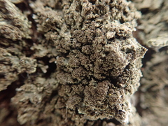 Physconia enteroxantha