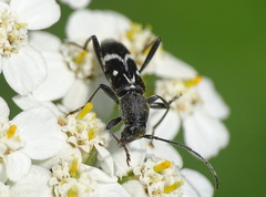 Chlorophorus sartor