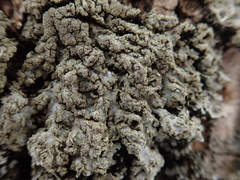 Physconia enteroxantha