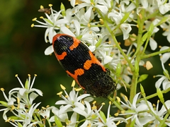 Castiarina bremei