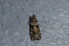 Eudonia submarginalis