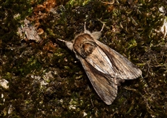 Paradrymonia vittata