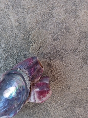 Megabalanus coccopoma