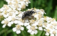 Chlorophorus sartor