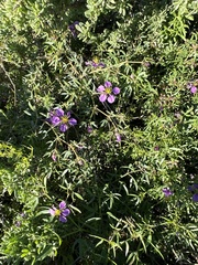 Fagonia cretica