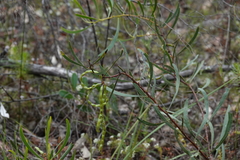 Acacia gladiiformis
