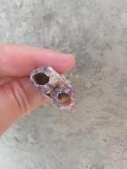 Megabalanus coccopoma