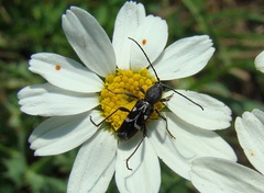 Chlorophorus sartor