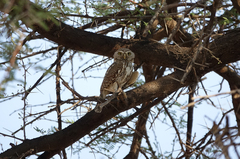 Glaucidium perlatum